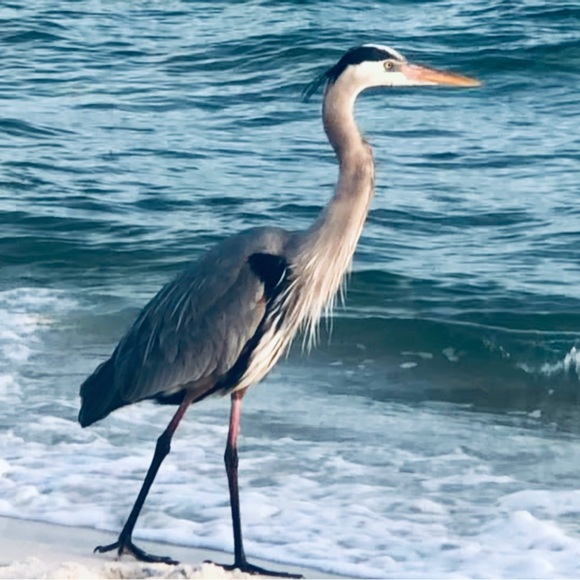 Meet your Posher, Warren - Picture 9 of 11